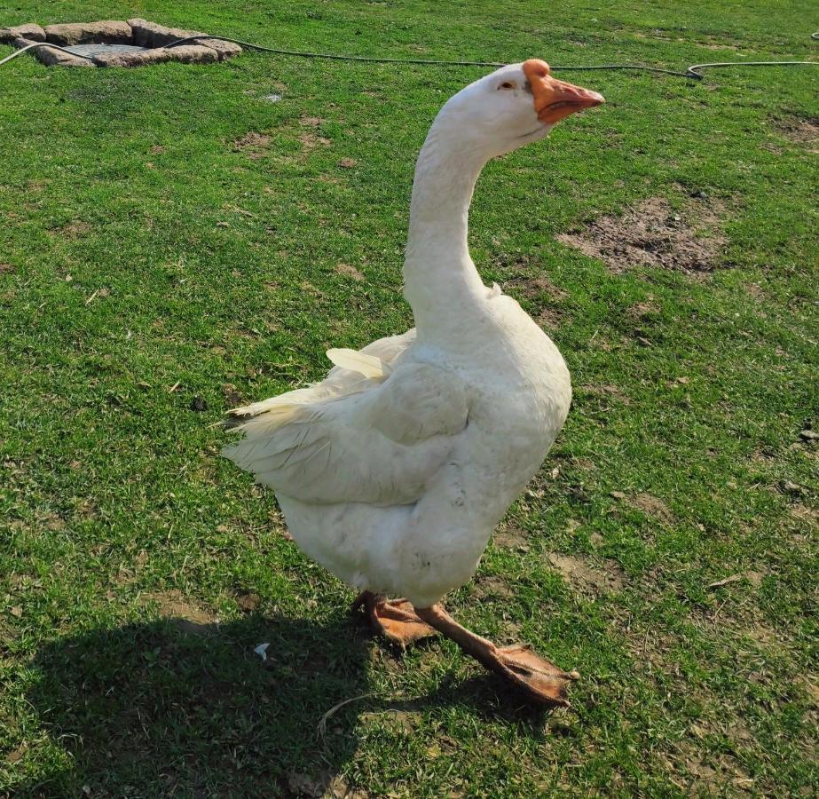 Sudecki Dym Z Kominkiem Kolo Karpacza. Agroturystyka Janowice Wielkie Exterior foto